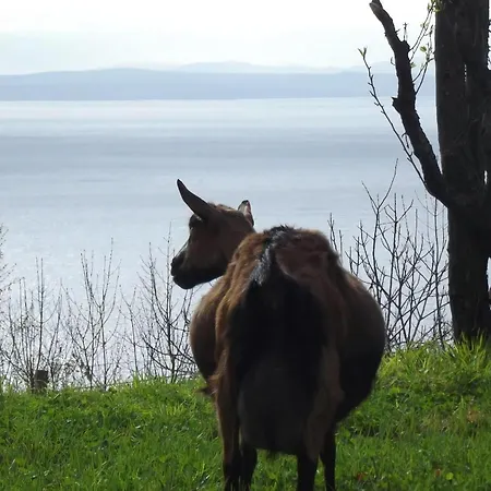 Gemuetliche Mit Grill Und Garten * Opatija